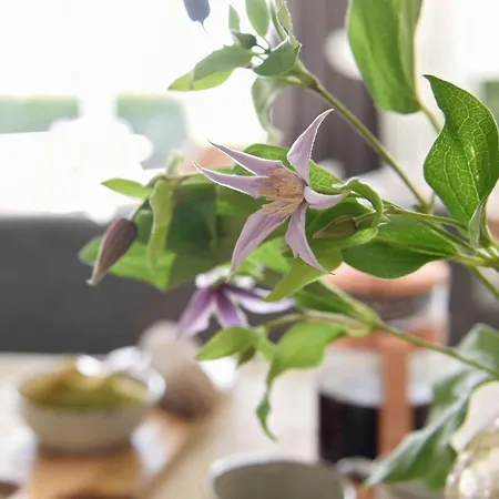 Tatil Evi 5 Personen - Zeezand Recreatie *