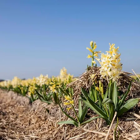 Tatil Evi 5 Personen - Zeezand Recreatie Stolpen