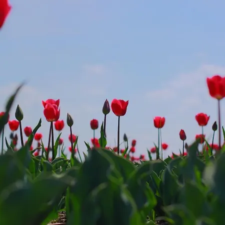 Tatil Evi 5 Personen - Zeezand Recreatie