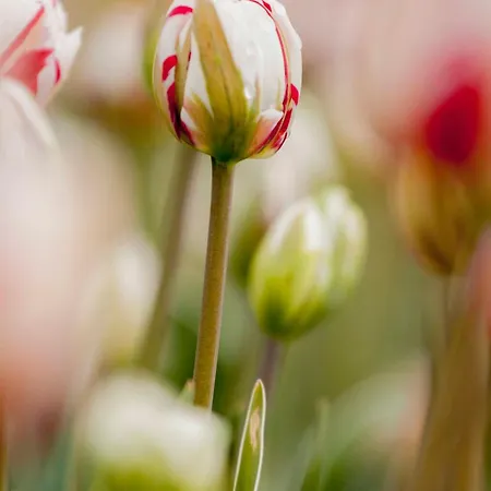 5 Personen - Zeezand Recreatie Stolpen